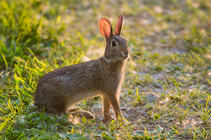 A friendly bunny is seen hanging out at DeSoto National Wildlife Refuge. - Nebraska Photograph
