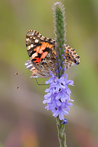 A moth lands on a flower on a spring evening at DeSoto National Wildlife Refuge. - Nebraska Photograph