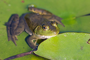 A frog hangs out on a lily pad outside Lauritzen Gardens in Omaha, Nebraska. - Nebraska Photograph