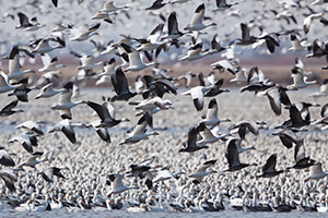 A group of snow geese take to the sky at Squaw Creek National Wildlife Refuge in Missouri.  There were over 1 million birds on the lake on this day. - Missouri Photograph