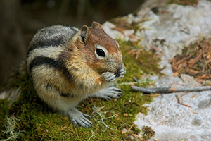 A Chipmunk Eating a Handout for lunch.  Many chipmunks line the trails around Banff National Park, always looking for a handout. - 777 Photograph