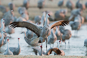 In Central Nebraska a Sandhill Crane spreads out his wings. - Nebraska Photograph