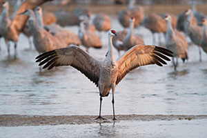 In Central Nebraska a Sandhill Crane spreads his wings in the early morning sun. - Nebraska Photograph