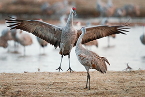 In Central Nebraska a Sandhill Crane jumps to impress a potential mate. - Nebraska Photograph