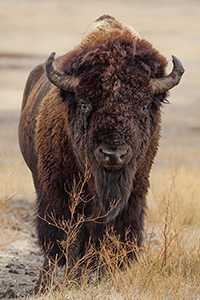 A buffalo slowly meanders across the prairie at Badlands National Park in South Dakota. - South Dakota Wildlife Photograph