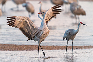 A Sandhill Crane dances on a Sandbar on the Platte River in Central Nebraska. - Nebraska Photograph