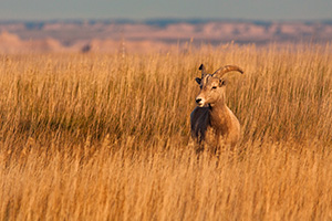 A bighorn sheep in tall prairie grass the Badlands in South Dakota. - South Dakota Photograph