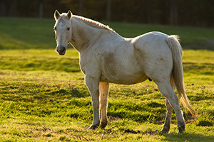 A stallion poses for a quick shot will eating dinner at Mahoney State Park, Nebraska. - Nebraska Photograph