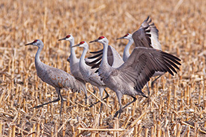 A sandhill crane dances for his fellow cranes in a cornfield in the warm early morning spring sun. - Nebraska Photograph