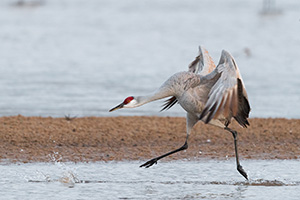 A Sandhill Crane runs on the Platte River in Nebraska on a cool early spring morning. - Nebraska Photograph