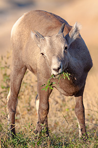 A wildlife photograph of a bighorn sheep kid eating in Badlands National Park, South Dakota. - South Dakota Wildlife Photograph