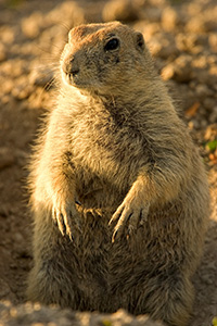 A Prairie Dog pokes his head out of a hole. - South Dakota Photograph