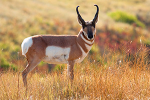 A not very timid pronghorn (american antelope) stops briefly on the crest of a hill on a autumn afternoon on the border of Custer State Park and Wind Cave National Park in South Dakota. - South Dakota Photograph