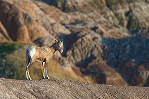 A bighorn sheep looks out across the Badlands in South Dakota. - South Dakota Wildlife Photograph