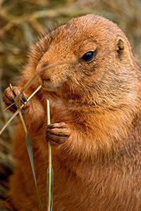 A Prairie Dog munches on an appetizer prior to chowing down on some peanuts. - South Dakota Photograph