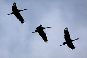 Sandhill cranes soar through the Nebraska sky. - Nebraska Photograph
