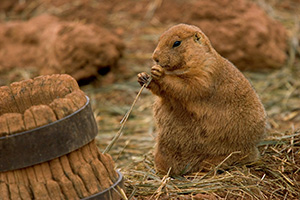 A Prairie Dog enjoys his lot in life. *Captive* - 777 Photograph