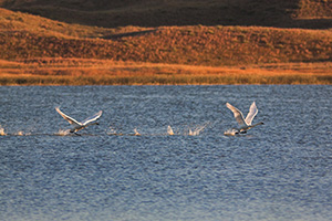 Trumpeter Swans take flight from North Marsh Lake at Valentine National Wildlife Refuge in north central Nebraska. - Nebraska Photograph