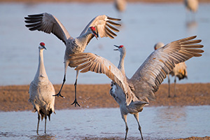 Sandhill Cranes fight on a sandbar on the Platte River in Nebraska on a cool early spring morning. - Nebraska Photograph