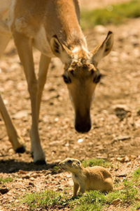 A pronghorn finds a priaire dog friend in the field at Custer State Park in southwestern South Dakota. - South Dakota Photograph