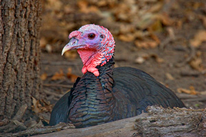 A turkey rests, safe from becoming Thanksgiving dinner in a wildlife refuge. - Nebraska Photograph