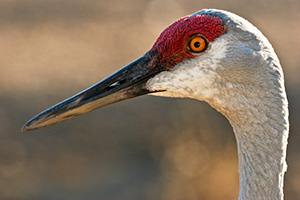 Sandhill cranes are a common sight in western Nebraska in the early spring and late fall. *Captive* - Nebraska Photograph
