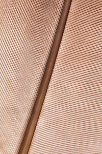 A close-up image of a feather from a Sandhill Crane in central Nebraska. - Nebraska Photograph