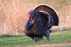 A turkey (tom) displays his plumage for all to see. - Nebraska Photograph