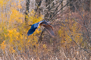 A Blue Heron glides effortlessly through the air. - Iowa Photograph