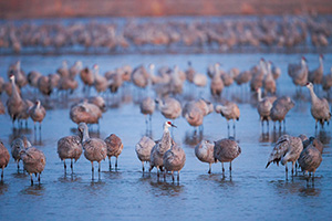 The Sandhill Crane, named for the sandhills of central Nebraska migrates every summer and fall stopping at the Platte River to gain precious pounds for the rest of the journey. - Nebraska Photograph