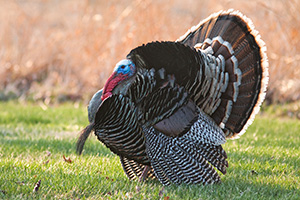 At Mahoney State Park in Eastern Nebraska a turkey (tom) displays his plumage. - Nebraska Photograph
