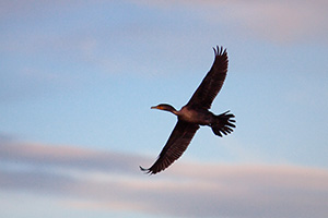 A Double Breasted Cormorant takes flight to patrol for food. - Iowa Photograph