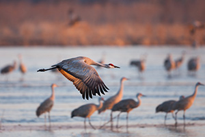 The oldest known fossil of a sandhill crane is from 9 million years ago. For longer than there have been sandhills in Nebraska this beautiful avian has taken to the skies and glided gracefully, migrating thousands of miles.  This Sandhill Crane takes off from the Platte River. Each February through April hundreds of thousands of cranes migrate through the Platte River Valley in central Nebraska. - Nebraska Photograph
