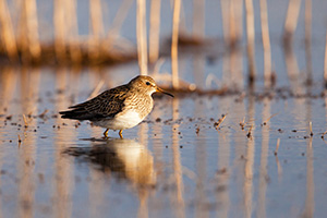 On a cool April evening, a yellowlegs scurries across the marsh at Little Salt Fork Marsh in Lancaster County. - Nebraska Wildlife Photograph