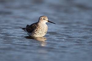 A wildlife photograph of a yellowlegs wading in a Marsh in eastern Nebraska. - Nebraska Photograph