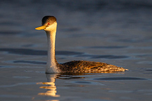 A wildlife photograph of a western grebe on Lake McConaughy, Nebraska. - Nebraska Photograph