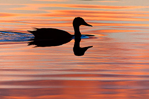 Wildlife photograph of the silhoutte of a duck on a lake in eastern Nebraska. - Nebraska Photograph