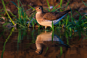 Wildlife photograph of a Sandpiper in eastern Nebraska. - Nebraska Photograph