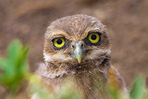 A wildlife photograph of a burrowing owl chick peering out of its hole, Badlands National Park, South Dakota. - South Dakota Photograph