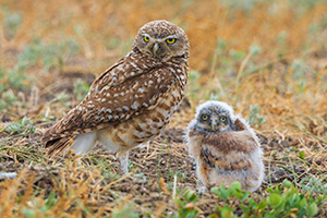 A wildlife photograph of a burrowing owl chick and his mother, Badlands National Park, South Dakota. - South Dakota Photograph