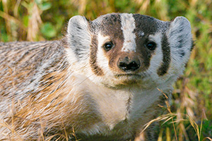 A wildlife photograph of Badger at Badlands National Park, South Dakota. - South Dakota Photograph