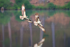 A wildlife photograph of two Osprey in flight in the South Dakota Black Hills. - South Dakota Photograph