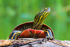 A wildlife photograph of a turtle in the Sandhills of Nebraska. - Nebraska Photograph