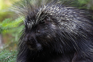 Wildlife photograph of a Porcupine in Banff National Park, Canada. - Canada Photograph