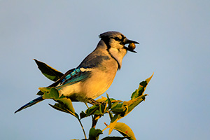 Wildlife photograph of a blue jay with a seed at Chalco Hills Recreation Area, Nebraska. - Nebraska Photograph