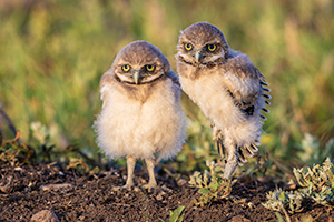 A wildlife photograph of a couple of burrowing owls, Badlands National Park, South Dakota. - South Dakota Photograph