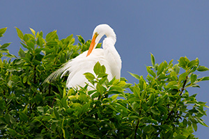 A Nebraska wildlife photograph of a Great Egret in a tree at Shadow Lake, Nebraska. - Nebraska Wildlife Photograph