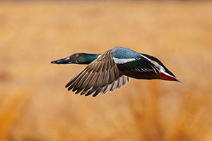 Wildlife photograph of a Northern Shoveler in eastern Nebraska. - Nebraska Photograph