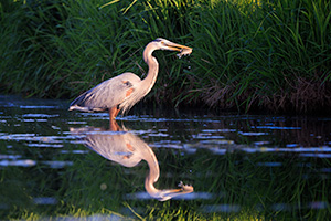 A Nebraska wildlife photograph of a heron catching a fish on Shadow Lake, Nebraska. - Nebraska Wildlife Photograph