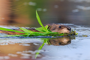 A Nebraska wildlife photograph of a muskrat swimming through a Nebraska lake. - Nebraska Wildlife Photograph